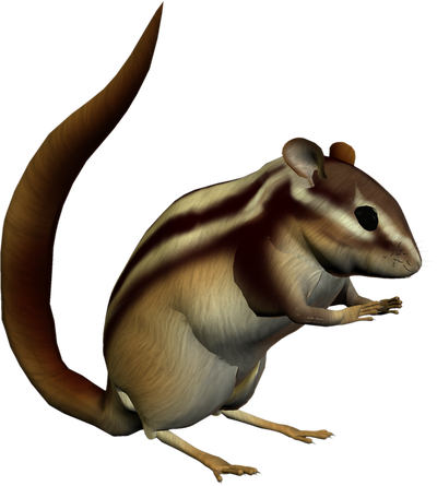 Eastern Chipmunk (400x445)