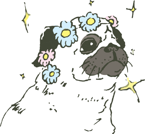 Pug Life🌸 Transparent For Your Blog - Pug (500x463)