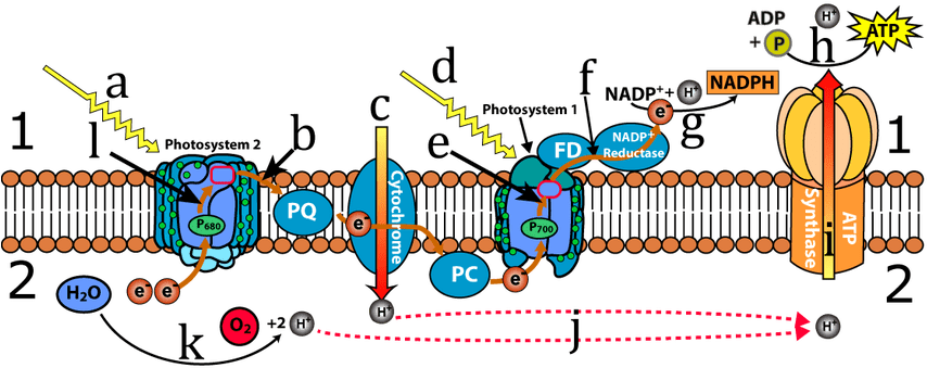 Ap Bio Photosynthesis Light Reaction Flow Chart Elegant - Photosystem 1 And 2 (860x343)
