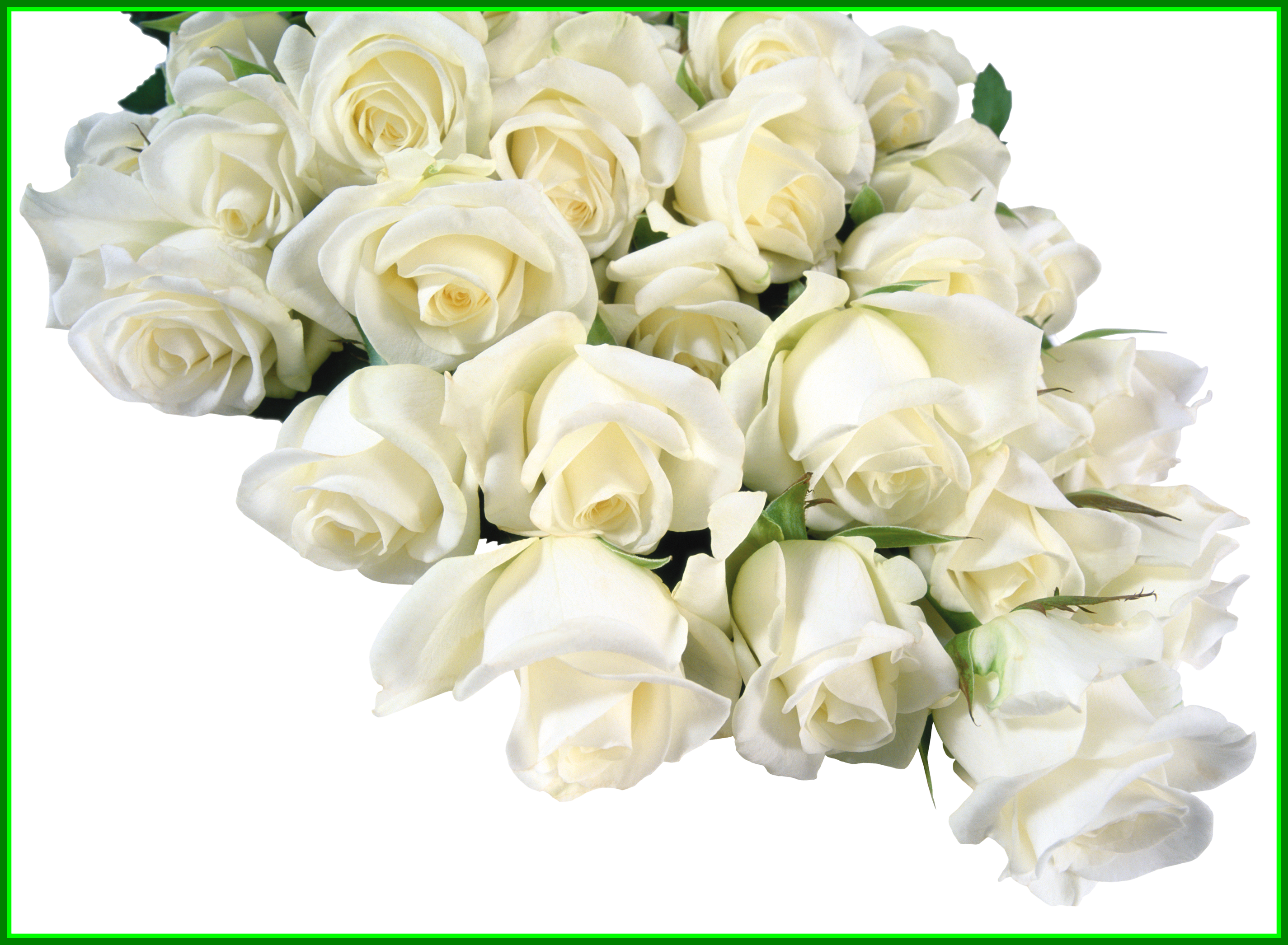 Amazing White Roses Png Rozy For Lotus Hd Trends And - Frames (2850x2092)