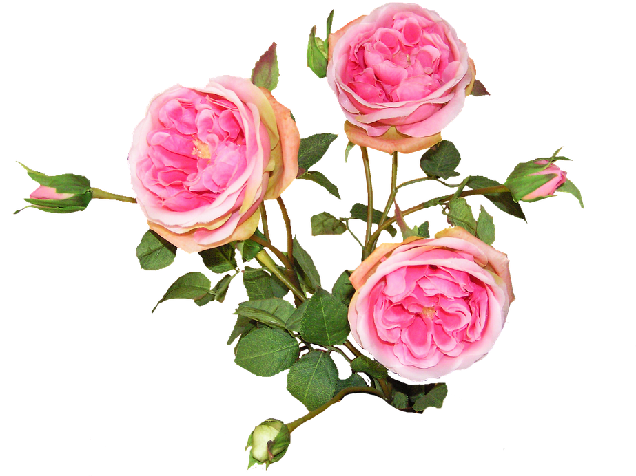 Roses, Silk, Pink, Bouquet - Hybrid Tea Rose (960x718)