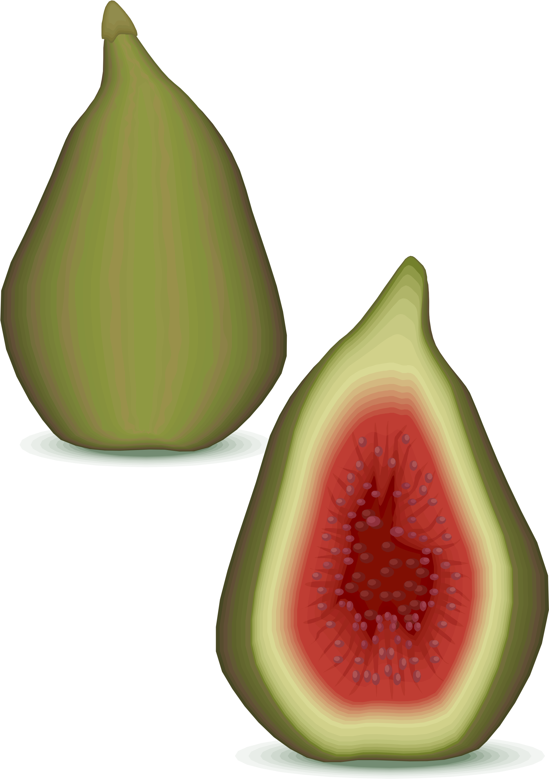 Open - Common Fig (2000x2756)