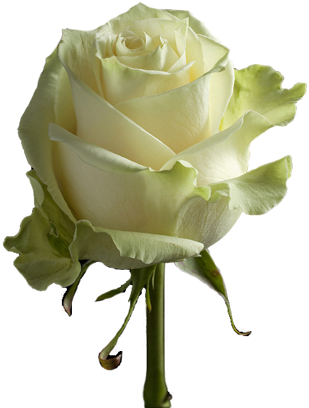 Rose - High And Peace Rose (481x576)