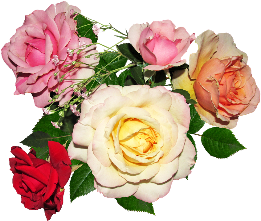 Rose, Flower, Petal, Bouquet, Love - Person (904x720)