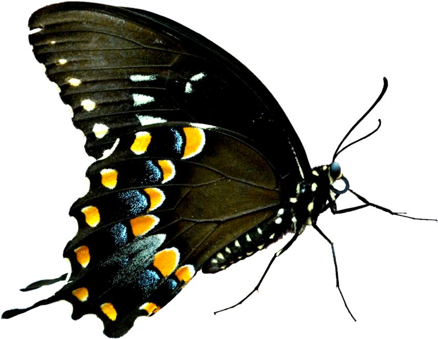 Butterflies Swarm Png Image - Butterfly Png For Photoshop (1600x1067)