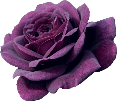 Free Purple Flower Crown Transparent - Purple Flower With No Background (400x347)