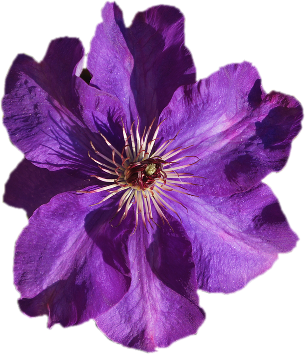 Clematis, Purple, Transparent, Isolated, Close, Flower - Transparent Flower (622x720)
