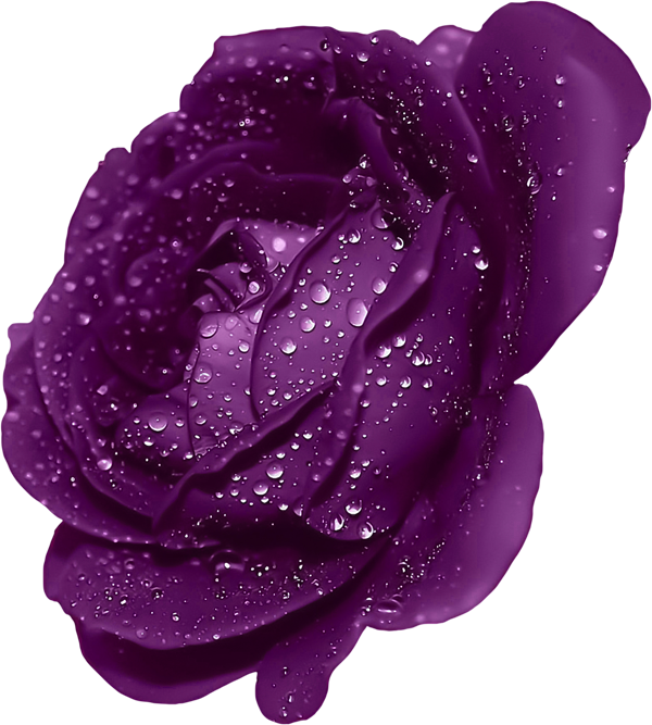 Purple Rose Clipart Blue Rose - Clip Art Purple Rose (600x667)