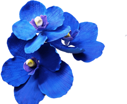 More Portfolio Items - Anggrek Png (600x338)