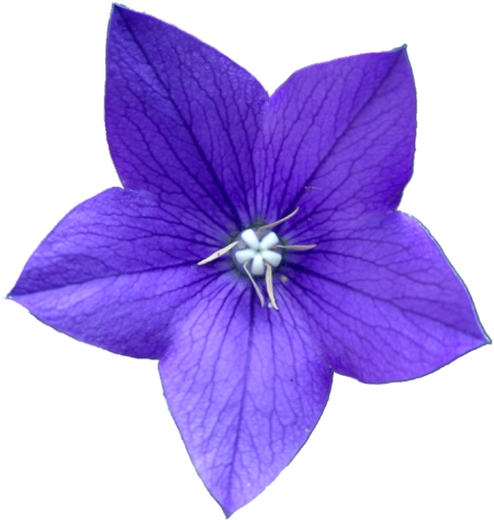 Transparent - Bellflower Transparent (500x500)