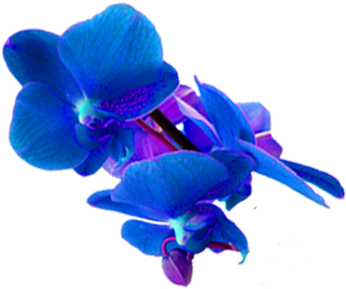 Biotec Redeemable Day - Blue Orchid Flower Png Hd (400x300)