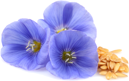 Flax Seed - Flower Flex Seed Png (430x375)