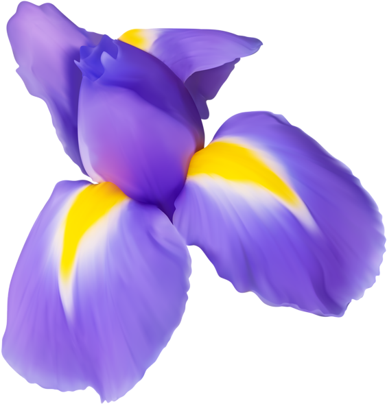 Iris Clip Art Free - Iris Clipart (573x600)