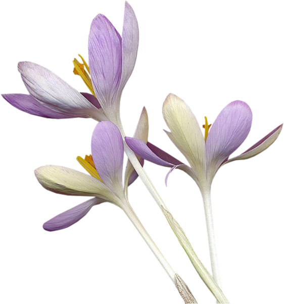 Clip Art Portable Network Graphics Autumn Crocus Flowering - Crocus Transparent (562x602)
