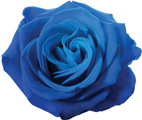 Blue Roses - Arthouse Austin Rose Wallpaper - Red In Red Size Per (500x500)
