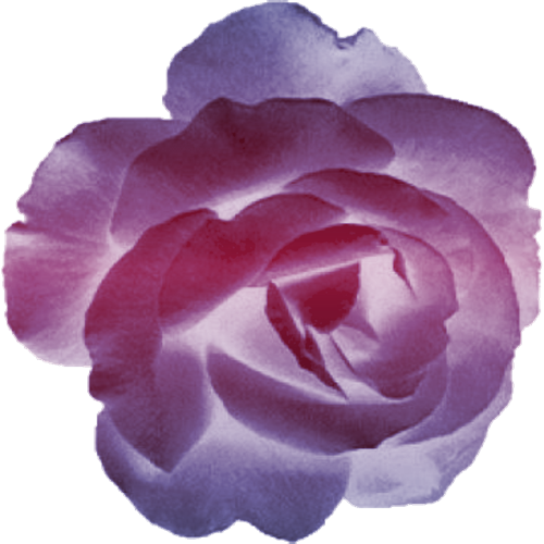 Rose-violette - Rose Violette Png (500x500)