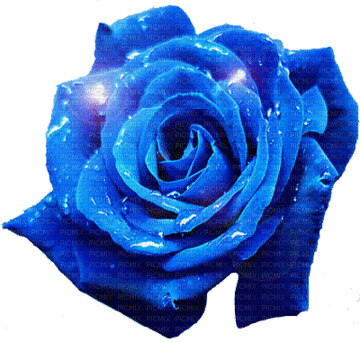 Blue Rose - Blue Rose Gif Transparent (400x380)
