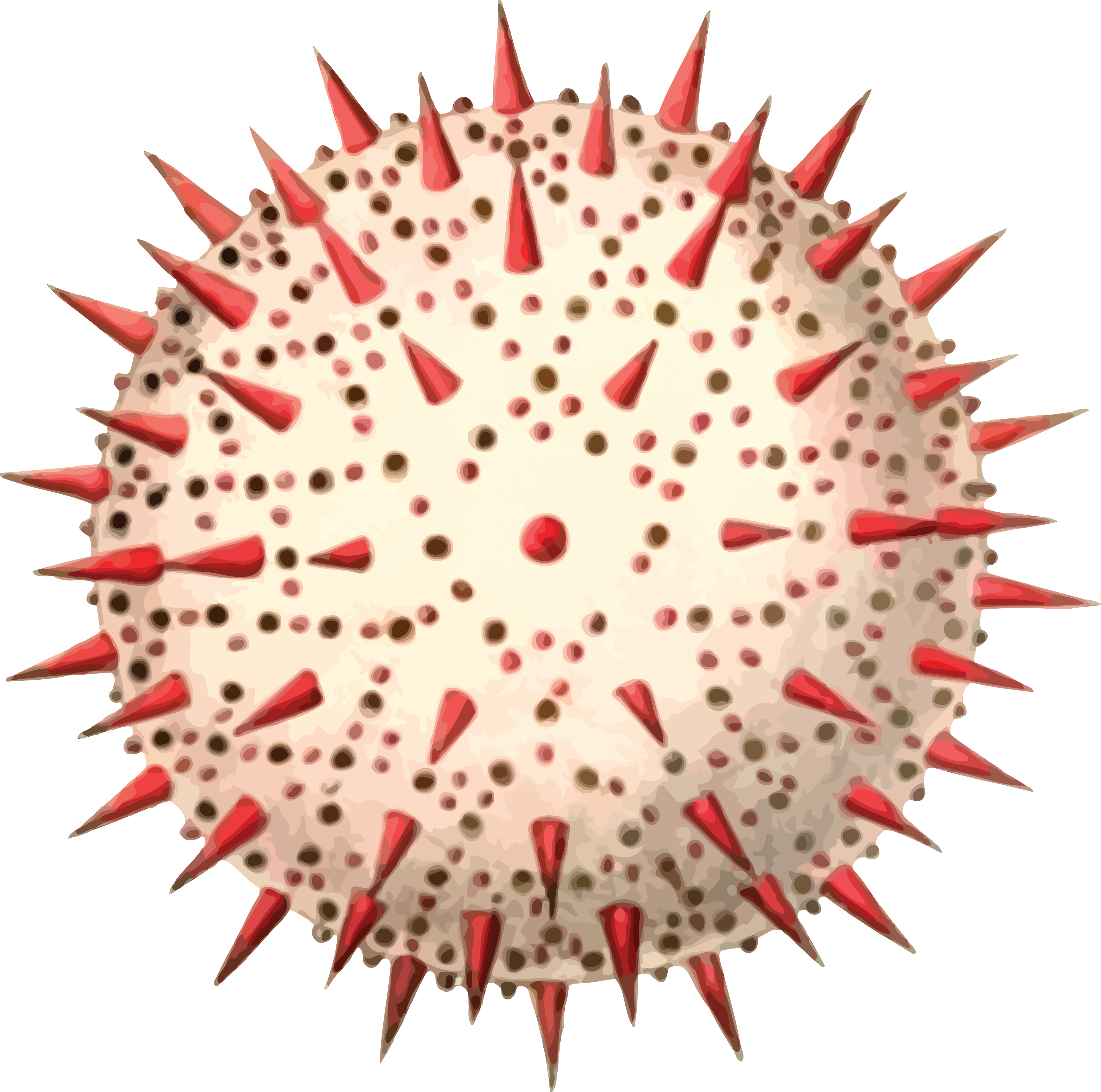 Free Clipart Of A Pollen Spore - Carl Julius Von Fritzsche (4000x3967)