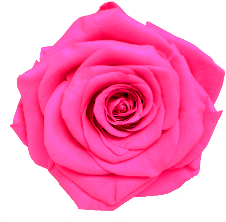 Rosado Neon - Flores Rosa Neon Png (784x757)