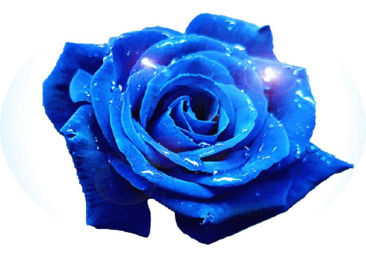 Blue Rose (744x518)