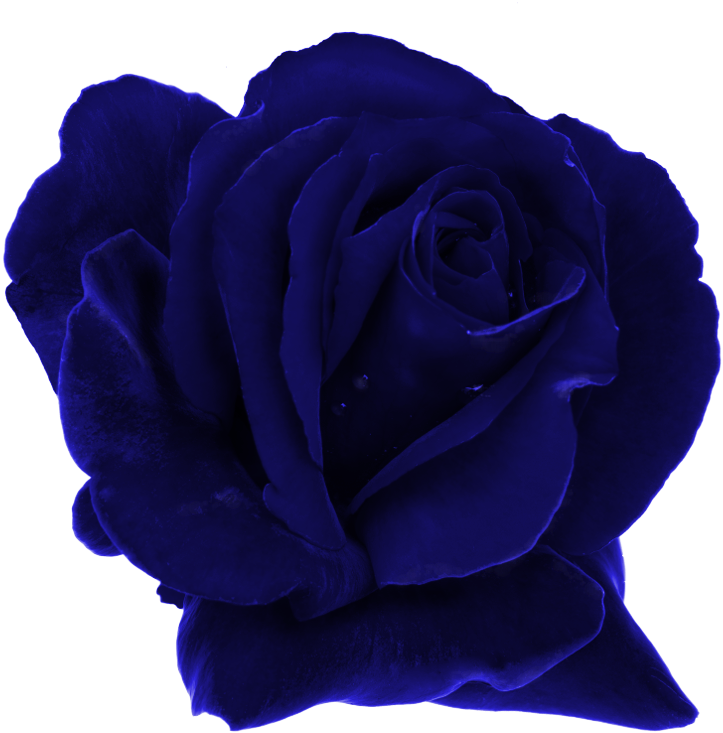 Garden Roses Blue Rose Rosaceae Dew - Rose Family (918x1000)