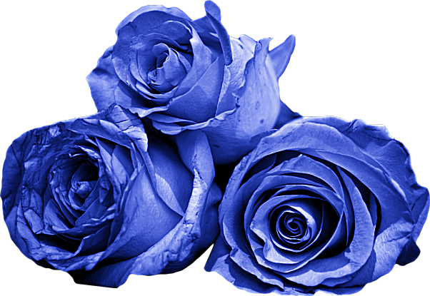 Blue Roses - Garden Roses (602x415)