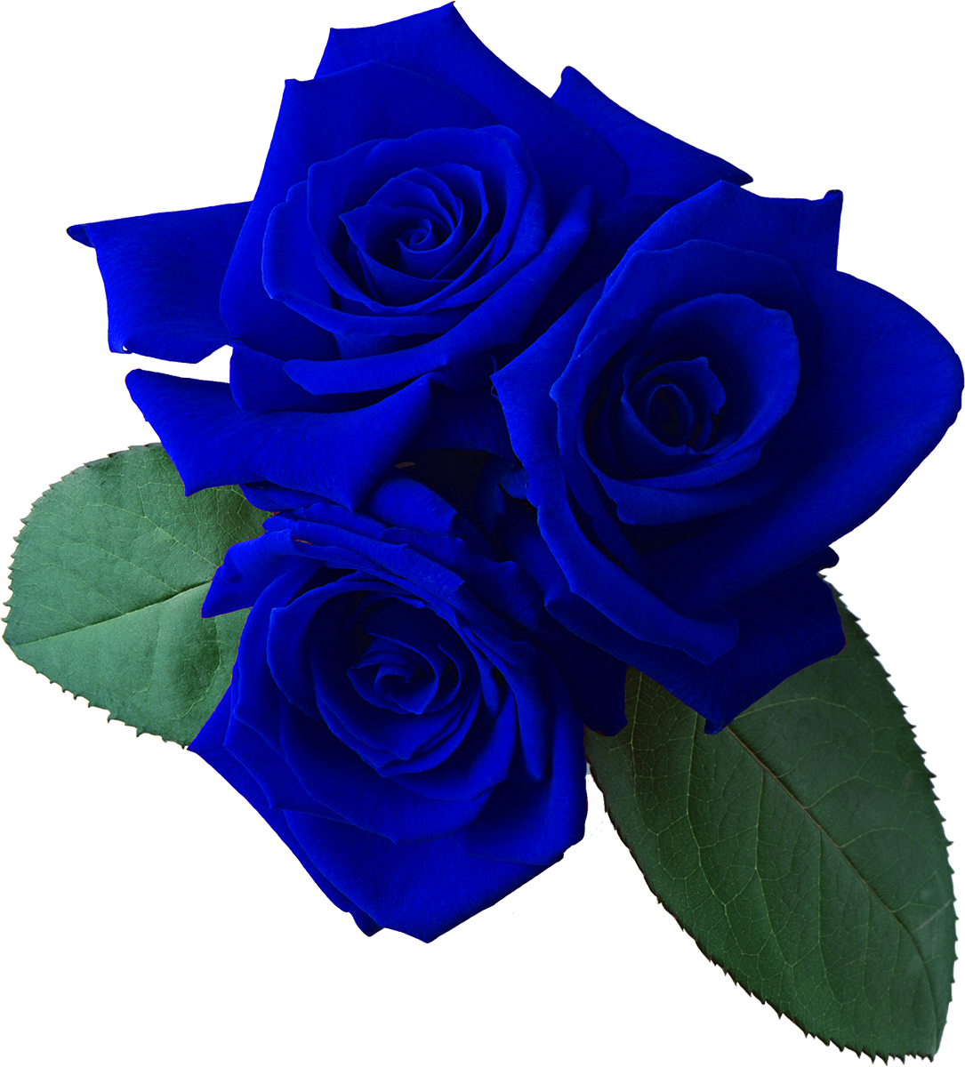 Garden Roses Flower Bouquet Cut Flowers - Rose Clipart Transparent Background (1085x1200)