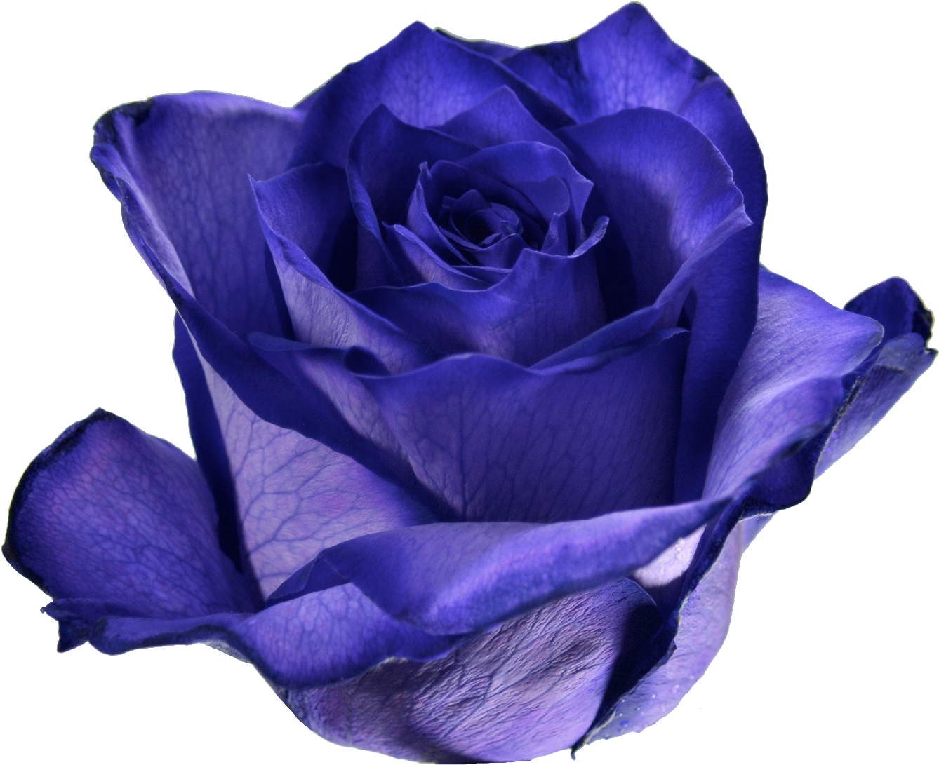 08 Ultraviolet - Garden Roses (1411x1417)