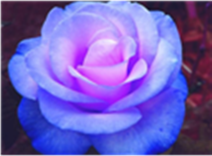 Blue Roses For You Berni Yorkshire Rose 20050887 - Roses Stifling Remorse Flower (420x420)