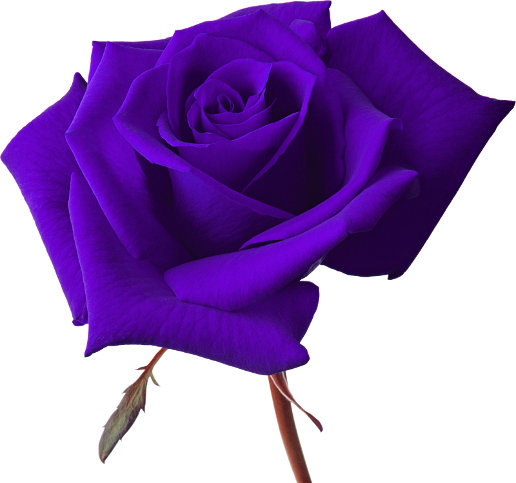Vector Rose Png Image - Imagenes En Png Con Fondo Transparente (516x483)