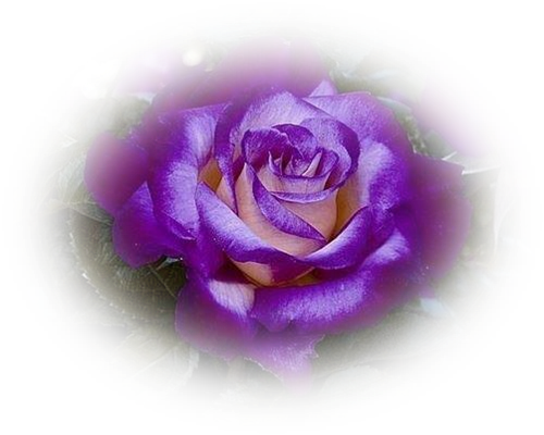 Tubes Roses - Dick Clark Grandiflora Rose (500x400)