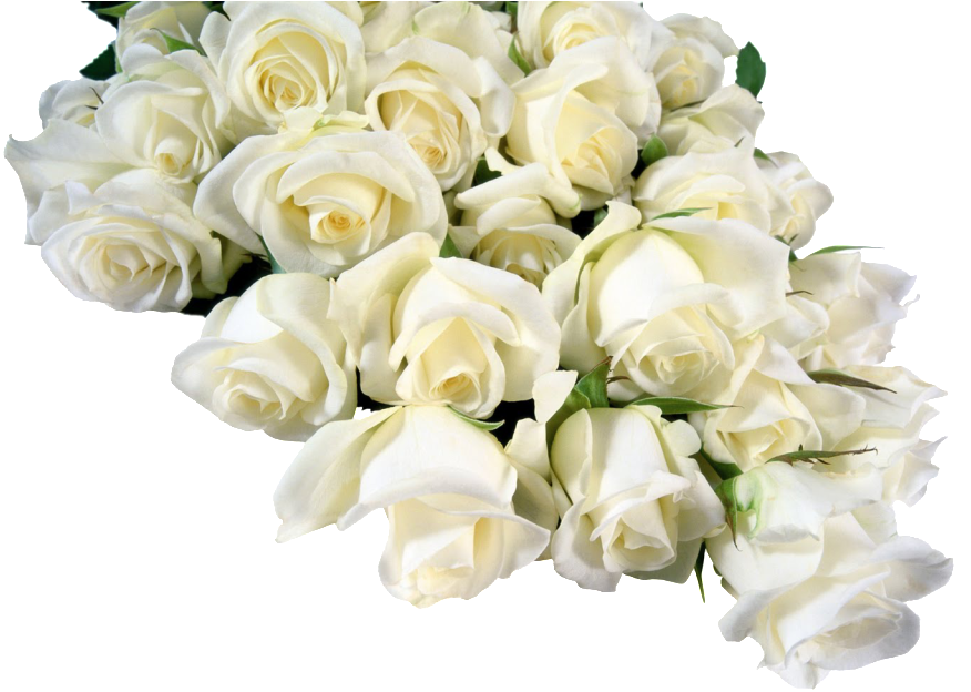 This Page Contains All About Red And White Flowers - Frames (1024x640)