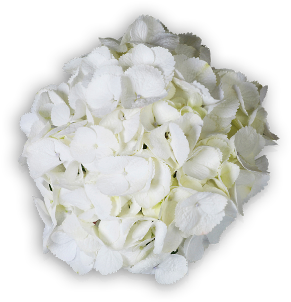 Hydrangea Cut Flowers Floral Design Flower Bouquet - Bouquet (600x600)
