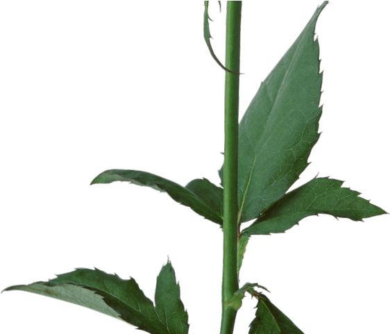 White Rose Png Transparent Images - White Flower On Stem Transparent (640x480)