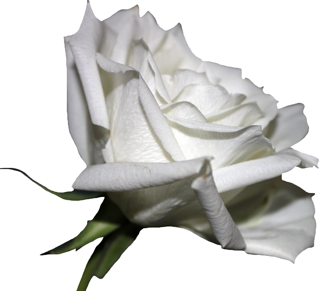 White Rose 01 Png By Thy Darkest Hour - White Rose 01 Png By Thy Darkest Hour (1280x1170)