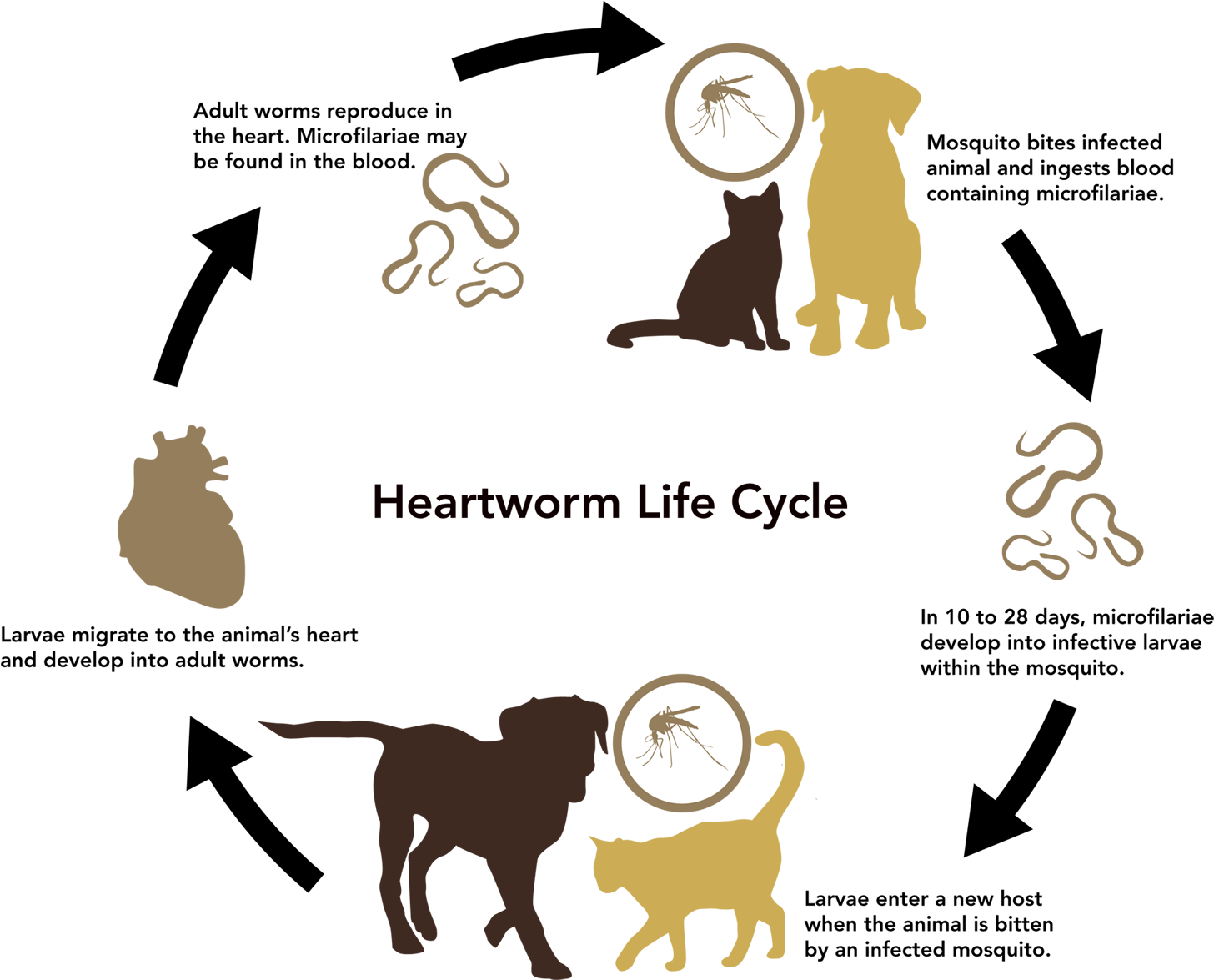 Where Image Result For Heart Worm Life Cycle - Life Cycle Of A Heartworm (1500x1174)