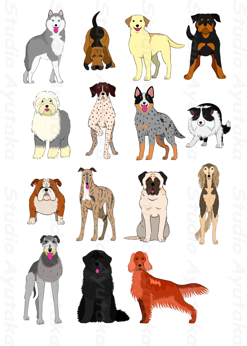 Group Of Large And Middle Dogs Breeds Hand Drawn1 Studio - Dog (801x1119)