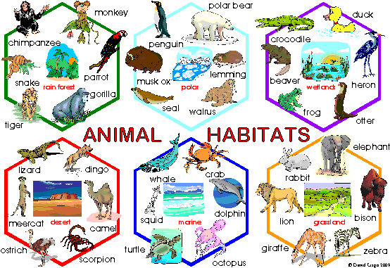 Animal Habitats - Habitat De Los Animales (560x382)