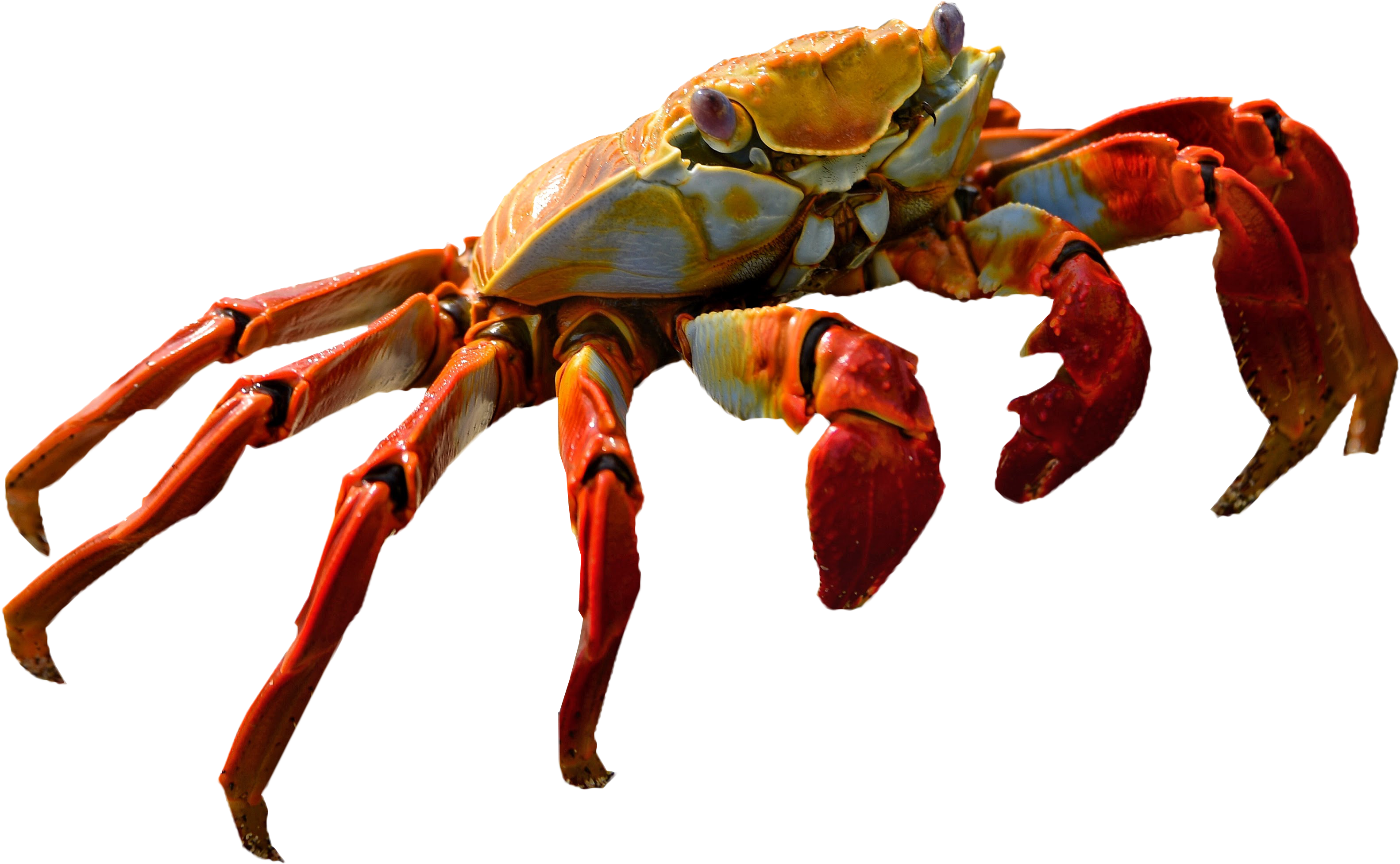 Shrimp Clipart Transparent Background - Shrimp Clipart Transparent Background (5331x3001)