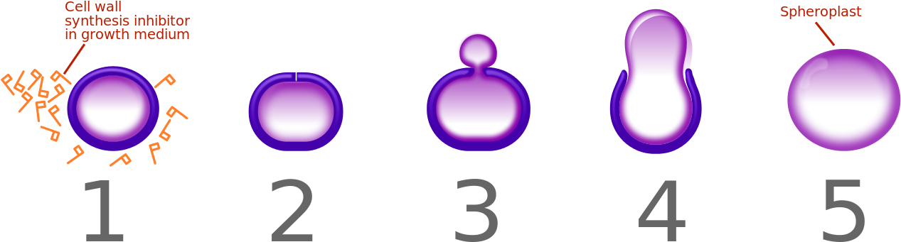 Penicillin Spheroplast Generation Horizontal - Penicillin (1280x351)