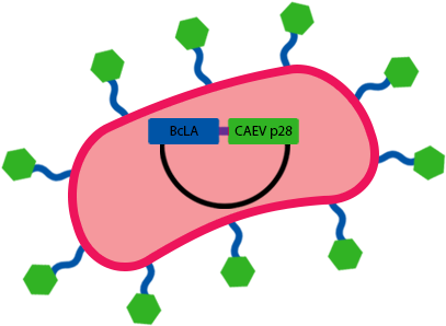 Transform - Diagram (600x300)