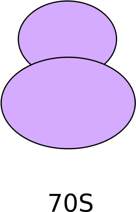 Recognition Of Intact 70s Ribosomes By Rnase I In Escherichia - Ribosome 70s (1000x1041)