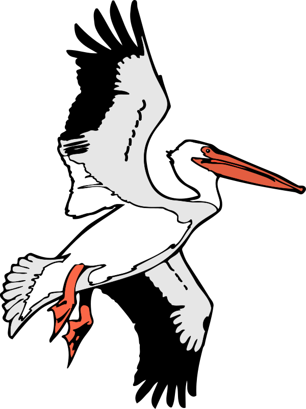 Bird 53 Free Vector / 4vector - Flying Pelican Clip Art (600x800)