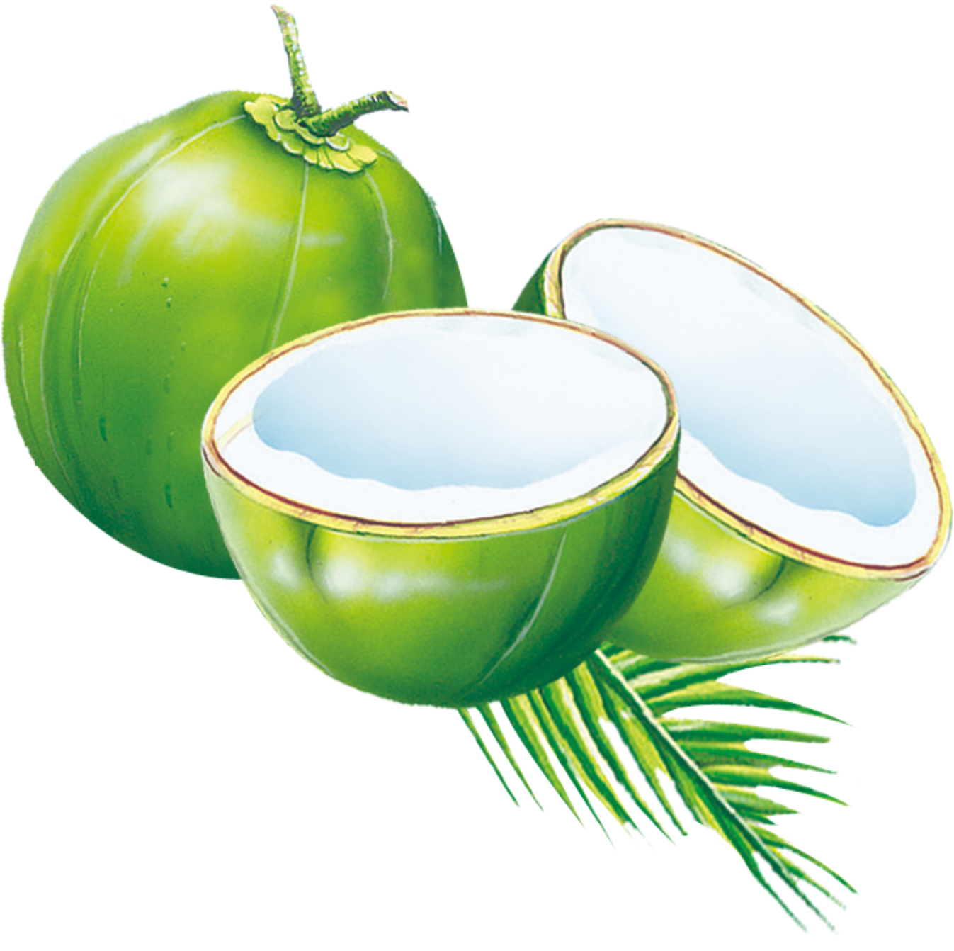 Coconut Water Coconut Milk Powder Es Kelapa Muda - Coconut Water Coconut Milk Powder Es Kelapa Muda (1500x1500)