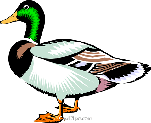 Mallard Clipart - Mallard Duck Clipart (480x391)