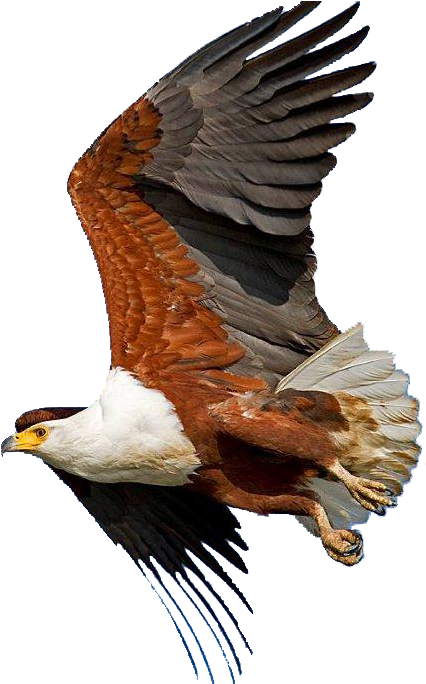 Bald Eagle African Fish Eagle Bird Sahara - Screenshot (520x683)