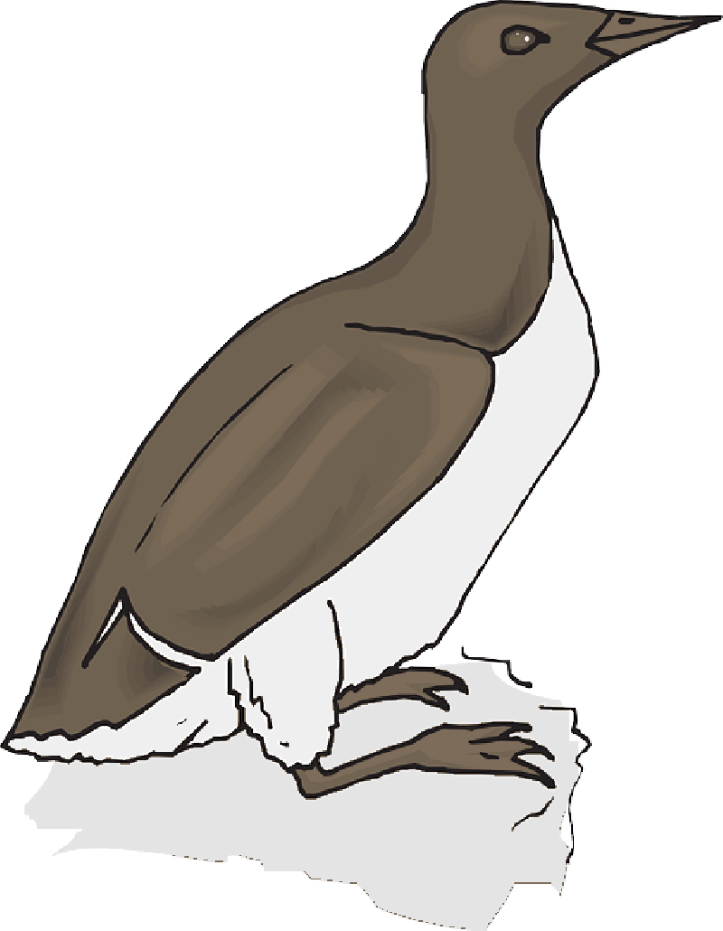 Bird, Wings, Animal, Feathers, Species - Seabird (800x1030)