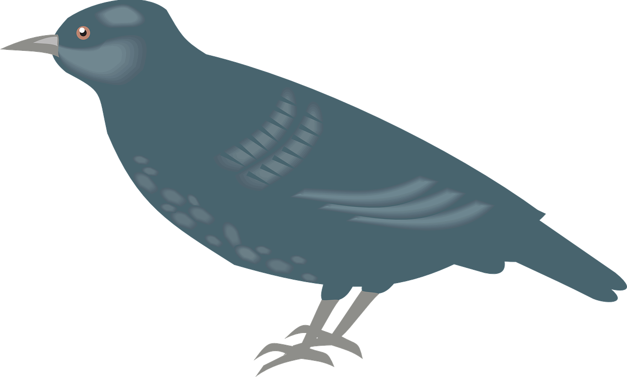 Bird Wings Animal Feathers Png Image - Starling Clipart (1280x771)