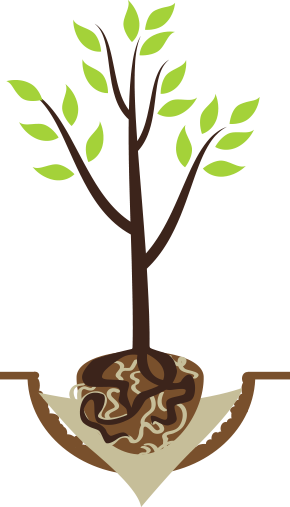 Step3 Ball Removeburlap - Graphic Design (290x507)