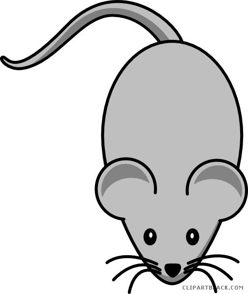 Grey Mouse Animal Free Black White Clipart Images Clipartblack - Mouse Clipart (504x599)